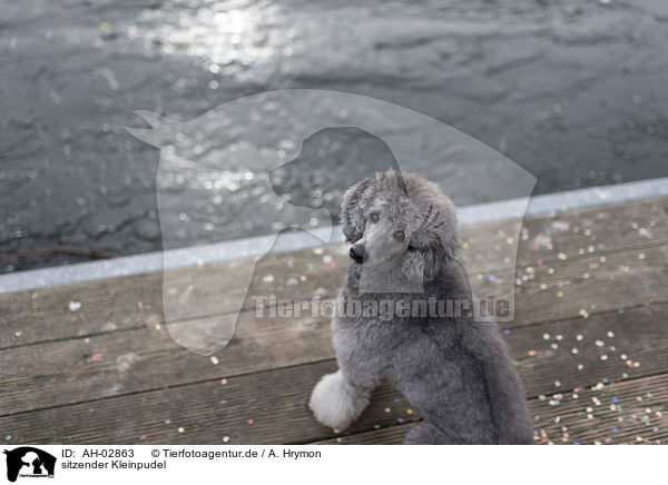 sitzender Kleinpudel / sitting Standard Poodle / AH-02863