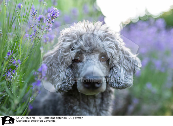 Kleinpudel zwischen Lavendel / standard poodle between lavender / AH-03678