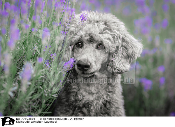 Kleinpudel zwischen Lavendel / standard poodle between lavender / AH-03686