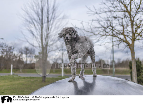 Kleinpudel gibt Pftchen / Royal Standard Poodle gives paw / AH-04040