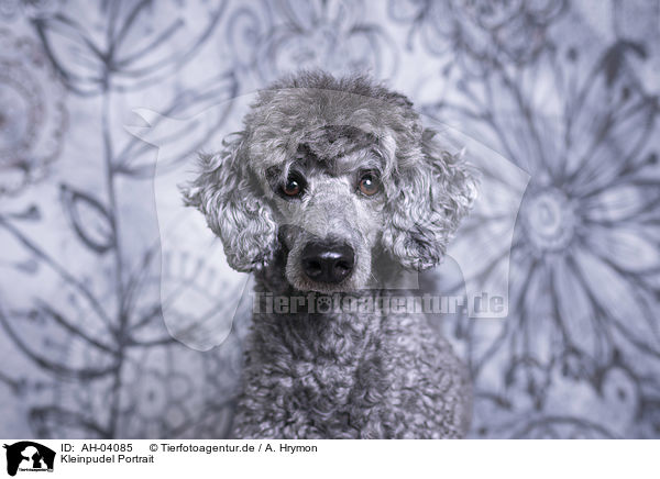 Kleinpudel Portrait / Royal Standard Poodle Portrait / AH-04085