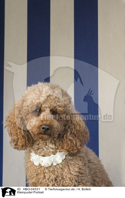Kleinpudel Portrait / Royal Standard Poodle Portrait / HBO-04531