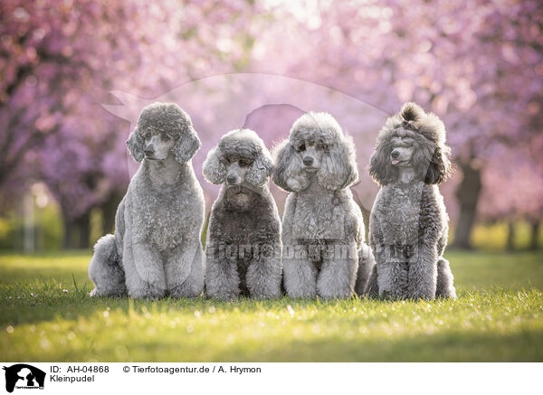 Kleinpudel / Royal Standard Poodle / AH-04868