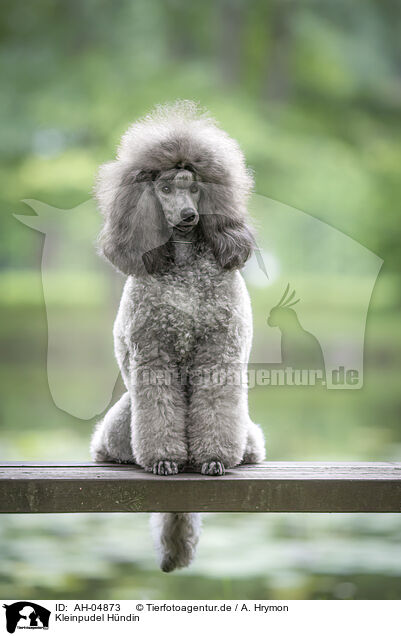 Kleinpudel Hndin / female Royal Standard Poodle / AH-04873