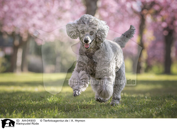 Kleinpudel Rde / male Royal Standard Poodle / AH-04900