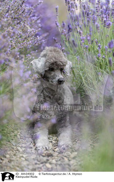 Kleinpudel Rde / male Royal Standard Poodle / AH-04902