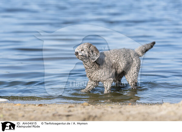 Kleinpudel Rde / male Royal Standard Poodle / AH-04915