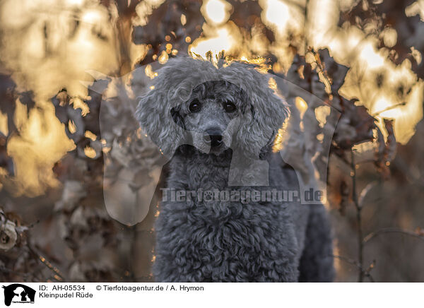 Kleinpudel Rde / male Royal Standard Poodle / AH-05534