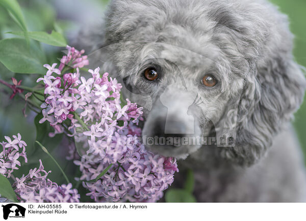 Kleinpudel Rde / male Royal Standard Poodle / AH-05585