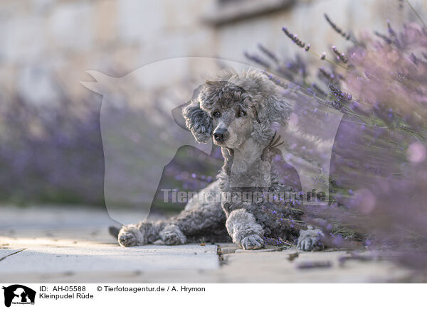 Kleinpudel Rde / male Royal Standard Poodle / AH-05588