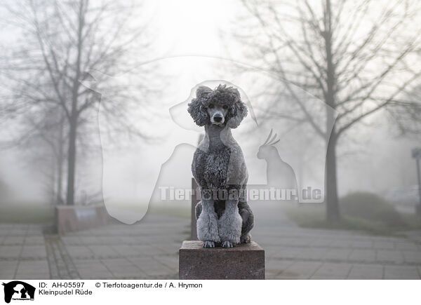 Kleinpudel Rde / male Royal Standard Poodle / AH-05597