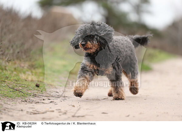 Kleinpudel / Royal Standard Poodle / KB-08284