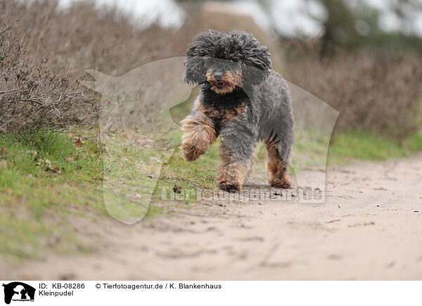 Kleinpudel / Royal Standard Poodle / KB-08286