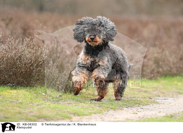 Kleinpudel / Royal Standard Poodle / KB-08302