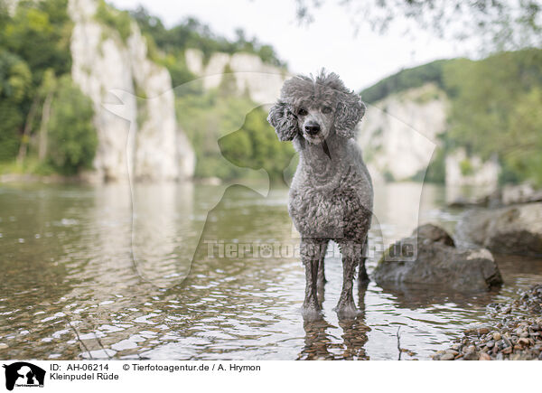 Kleinpudel Rde / male Royal Standard Poodle / AH-06214