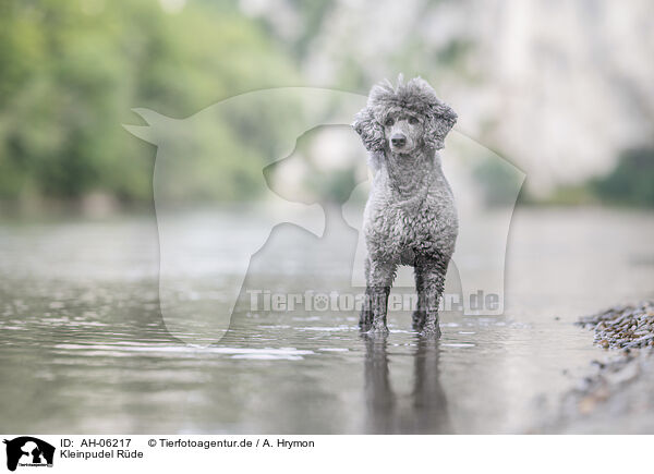 Kleinpudel Rde / male Royal Standard Poodle / AH-06217