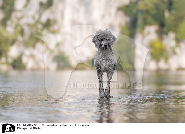 Kleinpudel Rde / male Royal Standard Poodle / AH-06218