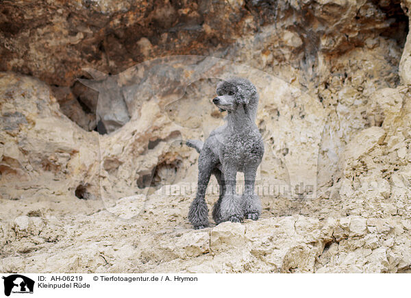 Kleinpudel Rde / male Royal Standard Poodle / AH-06219