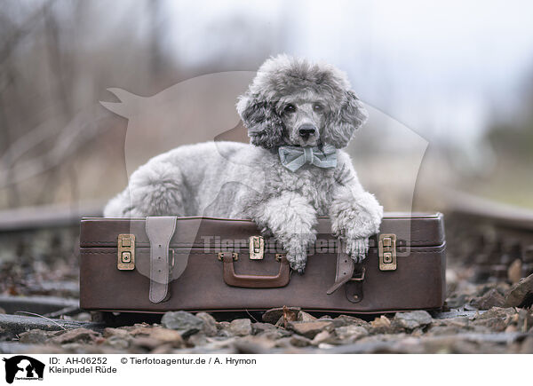 Kleinpudel Rde / male Royal Standard Poodle / AH-06252