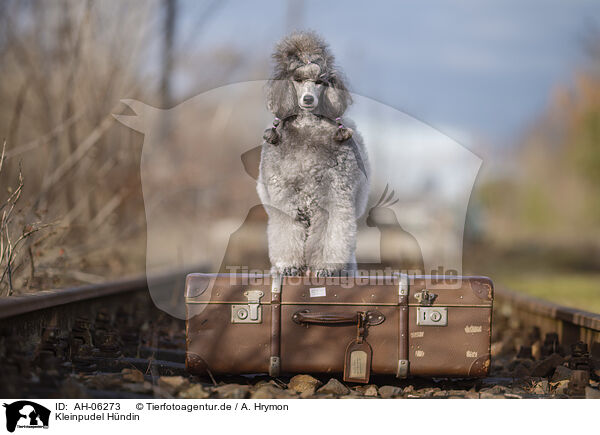 Kleinpudel Hndin / female Royal Standard Poodle / AH-06273