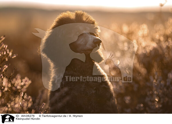 Kleinpudel Hndin / female Royal Standard Poodle / AH-06276