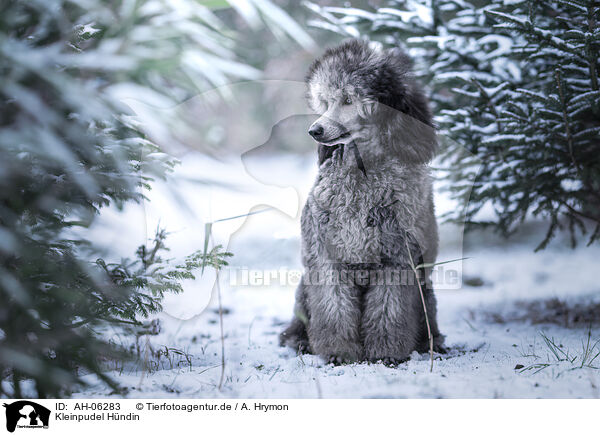 Kleinpudel Hndin / female Royal Standard Poodle / AH-06283