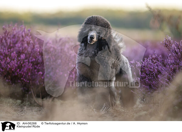 Kleinpudel Rde / male Royal Standard Poodle / AH-06288