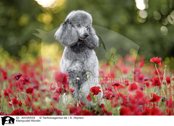 Kleinpudel Hndin / female Royal Standard Poodle / AH-06509