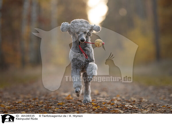 Kleinpudel Rde / male Royal Standard Poodle / AH-06535