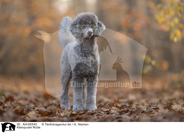 Kleinpudel Rde / male Royal Standard Poodle / AH-06540