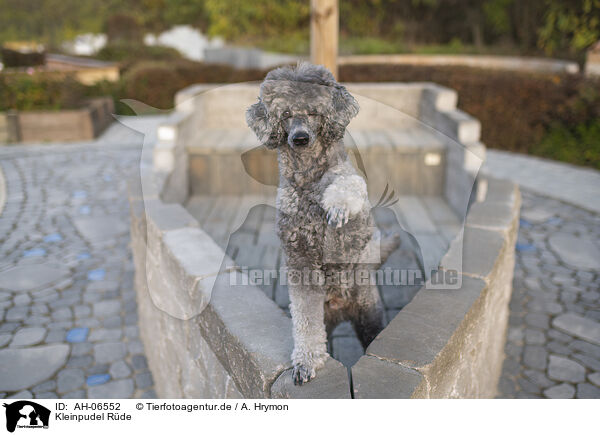 Kleinpudel Rde / male Royal Standard Poodle / AH-06552