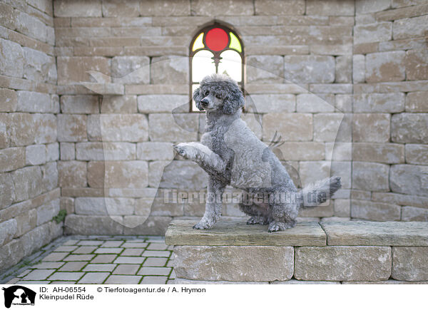 Kleinpudel Rde / male Royal Standard Poodle / AH-06554