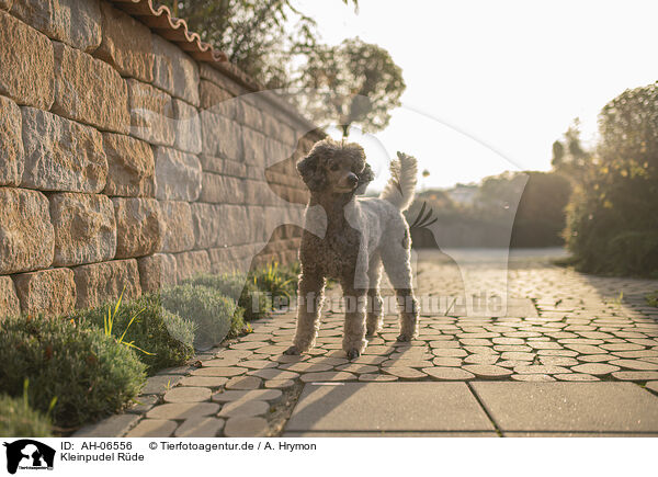 Kleinpudel Rde / male Royal Standard Poodle / AH-06556