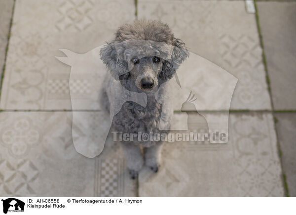 Kleinpudel Rde / male Royal Standard Poodle / AH-06558