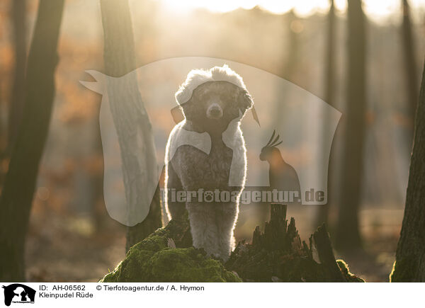 Kleinpudel Rde / male Royal Standard Poodle / AH-06562