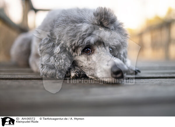 Kleinpudel Rde / male Royal Standard Poodle / AH-06572