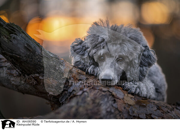 Kleinpudel Rde / male Royal Standard Poodle / AH-06590