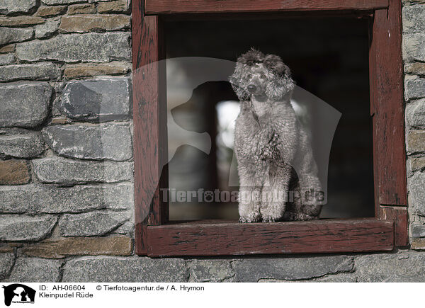 Kleinpudel Rde / male Royal Standard Poodle / AH-06604