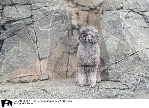 Kleinpudel Rde / male Royal Standard Poodle / AH-06607