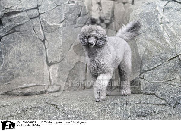 Kleinpudel Rde / male Royal Standard Poodle / AH-06608