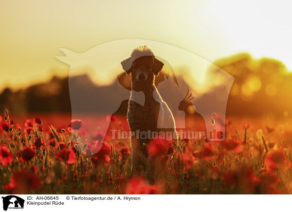 Kleinpudel Rde / male Royal Standard Poodle / AH-06645