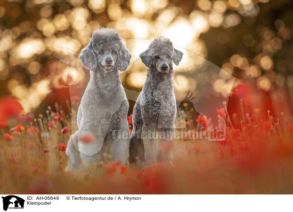 Kleinpudel / Royal Standard Poodles / AH-06649