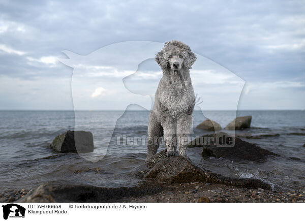 Kleinpudel Rde / male Royal Standard Poodle / AH-06658