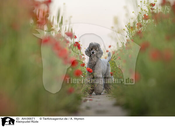 Kleinpudel Rde / male Royal Standard Poodle / AH-06671