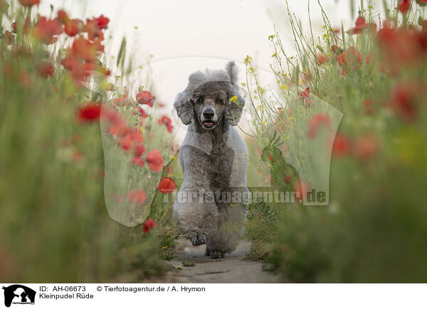 Kleinpudel Rde / male Royal Standard Poodle / AH-06673