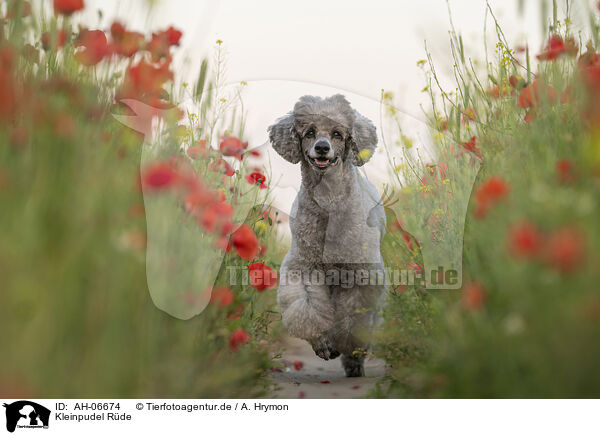 Kleinpudel Rde / male Royal Standard Poodle / AH-06674