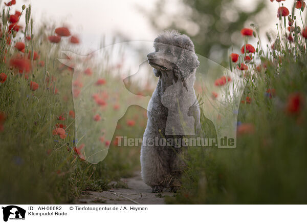 Kleinpudel Rde / male Royal Standard Poodle / AH-06682