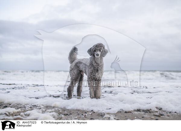 Kleinpudel / Royal Standard Poodle / AH-07023