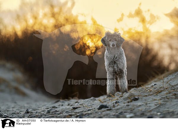 Kleinpudel / Royal Standard Poodle / AH-07050