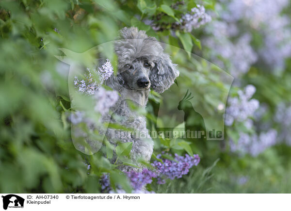 Kleinpudel / Royal Standard Poodle / AH-07340